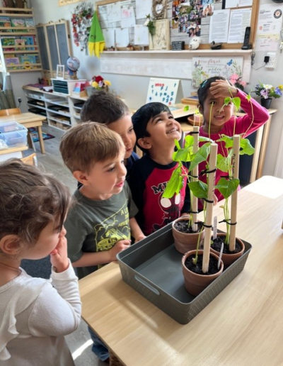 Coronation Montessori growing beans in the classroom